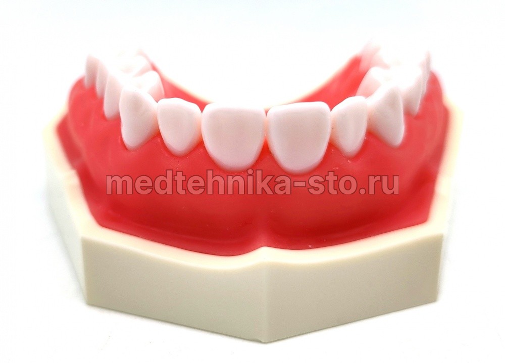 Модель верхней челюсти (силиконовая десна)